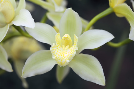 Yellow Orchidsの写真素材
