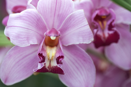 Pink Orchidの写真素材
