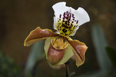 Orchidの写真素材