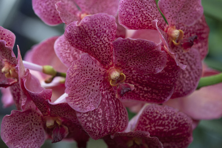 Pink Hydrangea Petals