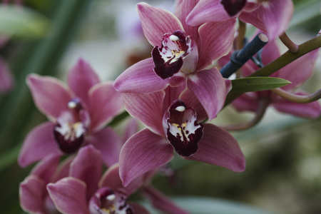 Pink Orchidsの写真素材
