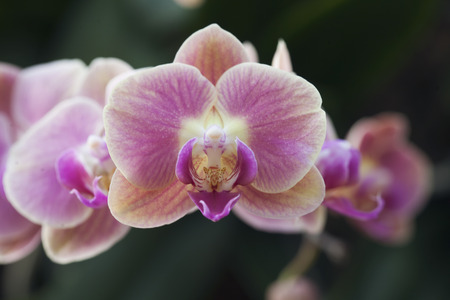 Pink Orchidsの写真素材