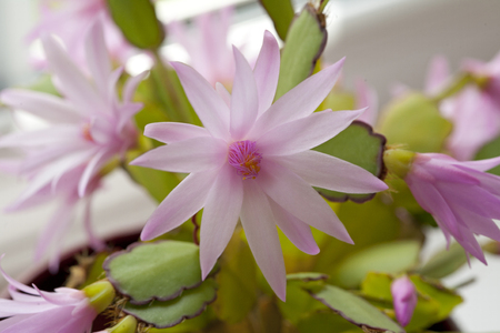 Easter Cactusの写真素材