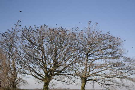 Large Flock of Starlings Roosting in a Tree Resting from Migrationの写真素材