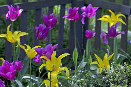 Tulips in the corner of a cottage garden â purple and yellowの写真素材