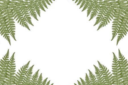 Border of green ferns on a white background with copy spaceの写真素材