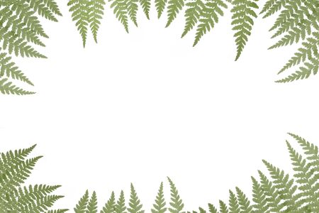 Border of green ferns on a white background with copy spaceの写真素材
