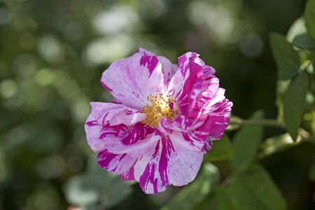 Rosa Mundi Old Rose Pink & Whiteの写真素材