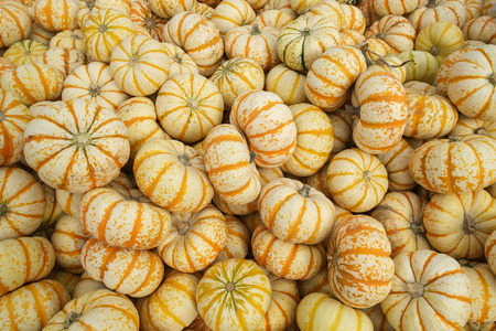 Orange and white gourds harvested and piled up at local farmの写真素材