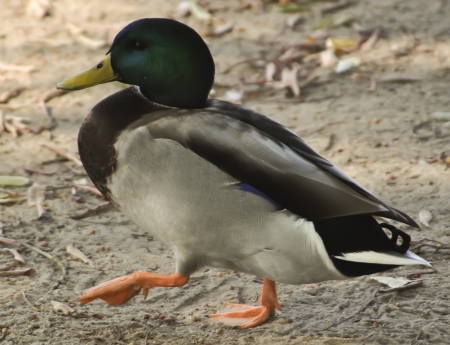Mallard Duckの写真素材