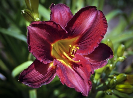 Asiatic Lillyの写真素材