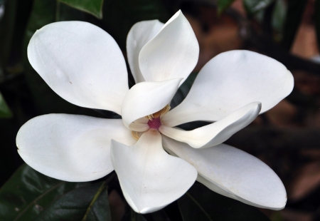 Magnoliaの写真素材
