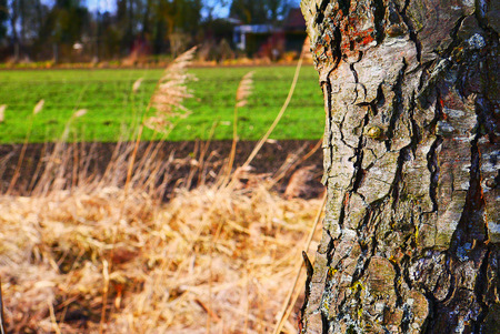 a perspective photo of a tree in a landscapeの写真素材