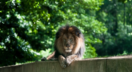 A lion staring straight aheadの写真素材
