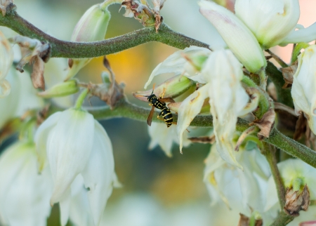 A Yellow Jacket works a flowerの写真素材