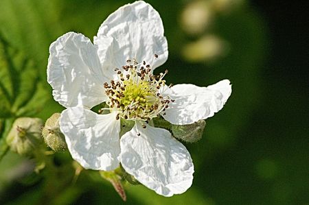 Blackberry Flower,Cheshire,England....Mid Summerの写真素材