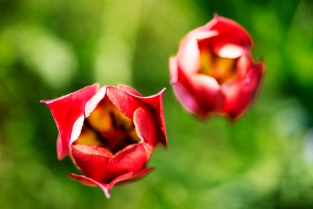 Beautiful Red Tulips. Two Red Tulips on blurred green grass background.の写真素材