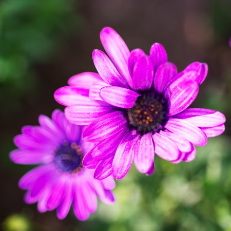 Macro image of spring violet flower, abstract soft floral background.の写真素材