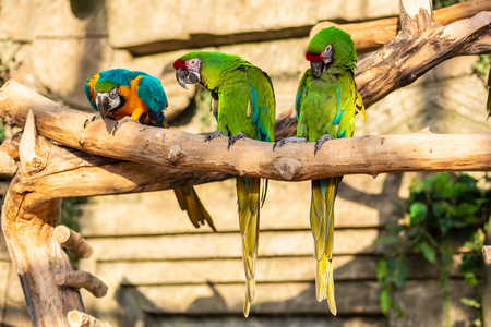 Green and yellow parrots - Ara ararauna on tree