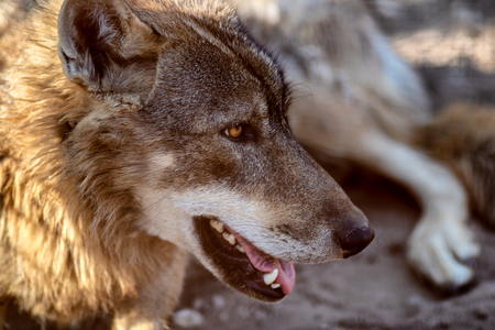 Grey Wolf Animal portrait in sunset light.