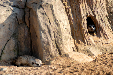 Curious and inquiring surikats or meerkats watching around hole.の写真素材