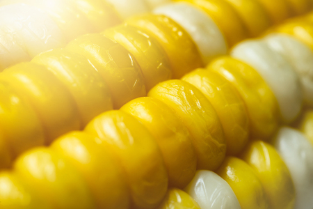 multicolored boiled corn in close up in nature background.の写真素材