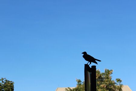 A black crow is holding on the poleの写真素材