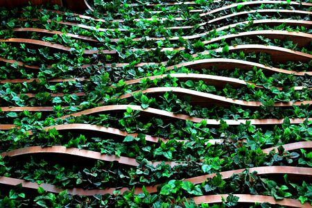 Ivy on a wooden shelves that is attached to the wallの写真素材
