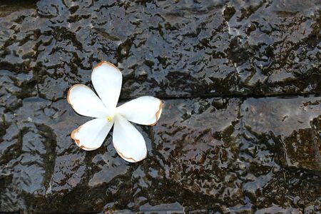 White plumeria flower fall on the wet brown bricksの写真素材