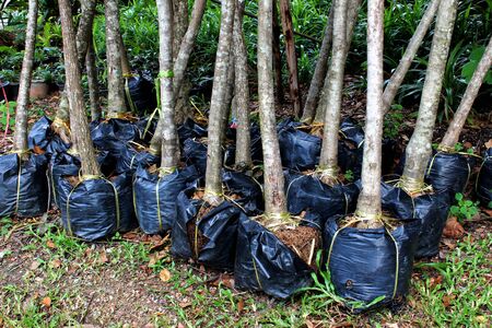 Ready-to-plant trees that wrap the roots in black bags prepared for planting in the gardenの写真素材