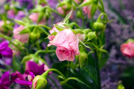 Small pink rose in the gardenの写真素材
