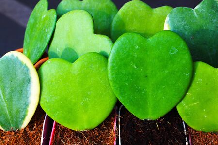 Beautiful heart shaped green cactus in the gardenの写真素材