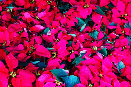 Beautiful red leaves as a backgroundの写真素材