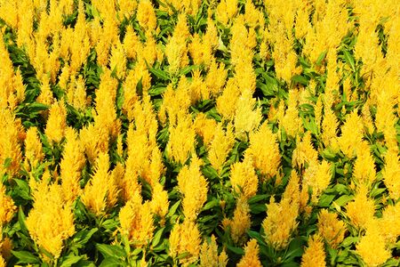Yellow flowers and green leaves decorated to celebrate the new yearの写真素材