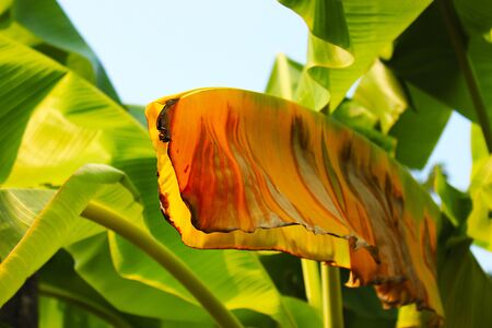 Rotten banana leaf in a park at Bangkok, Thailandの写真素材