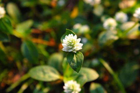 Beautiful little white flowers in a park at Bangkok, Thailandの写真素材