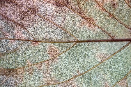 Close up dried leaf as a background