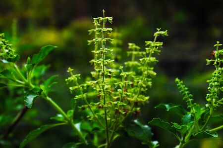 Flowers of the holy basil in the garden