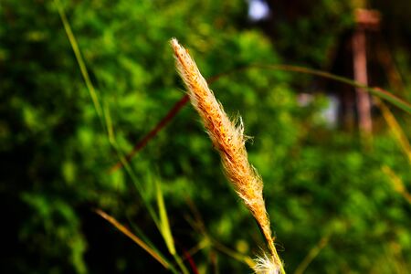Close up grass flower as a backgroundの写真素材