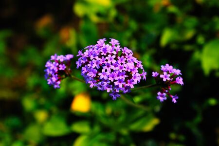 Beautiful little purple flowers as a backgroundの写真素材