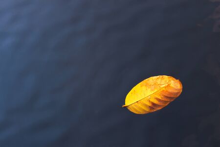 A dry leaf float in a pond in the parkの写真素材