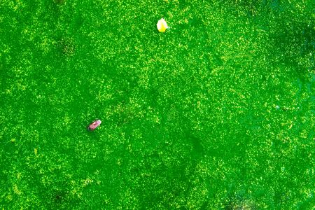 Green moss on the water surface in the pondの写真素材