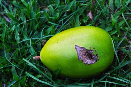 Fruit of Mexican calabash or Jicaro or Morrito or Winged calabash that was drilled by a bird and then fell on the grass in the parkの写真素材