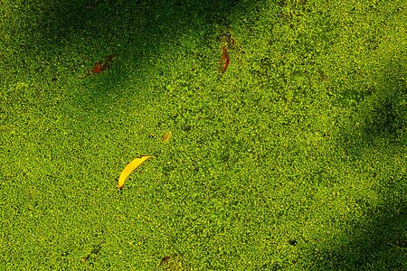A yellow dry Earleaf acacia leaf fall among green duckweed on the surface of the water as a backgroundの写真素材