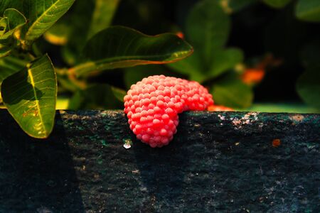 Light red snail eggs on the edge of the cement pond in the parkの写真素材