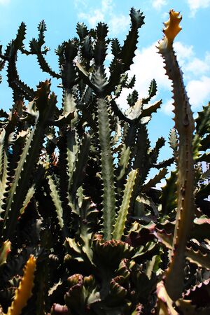 Beautiful spiky cactus in the gardenの写真素材