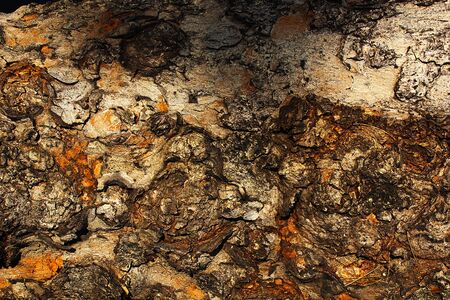 Beautiful pattern of bark as a background