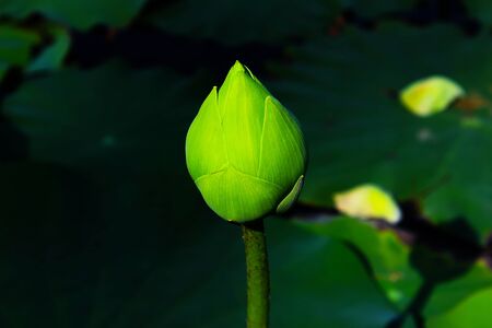 Beautiful green lotus bud in the pond at the parkの写真素材