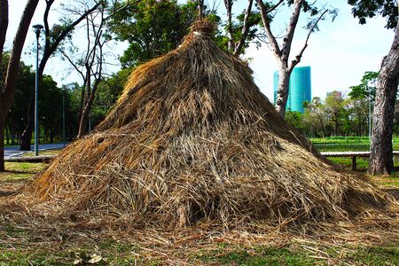 A large pile of hay in the gardenの写真素材