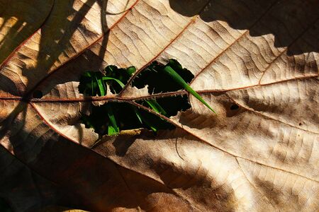 Brown dry leaf with tear mark as a backgroundの写真素材
